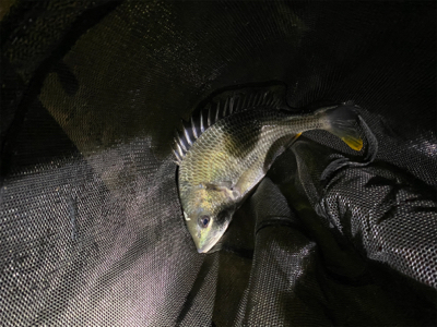 ゆうまづめアジング