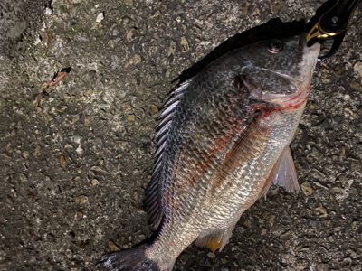 やはり雨上がり