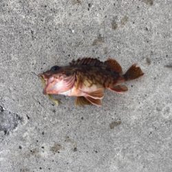 常吉リグはやっぱり最強