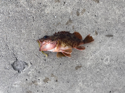 常吉リグはやっぱり最強