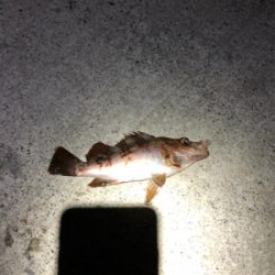 エギング不発、メバリング