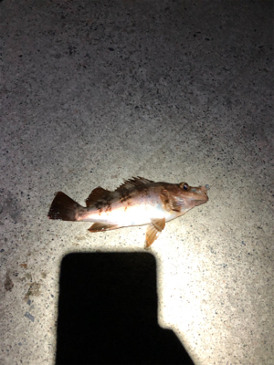 エギング不発、メバリング