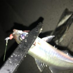 別府港でアジング(^.^)