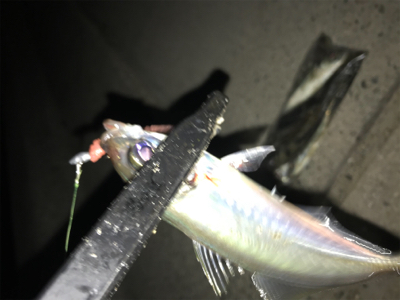 別府港でアジング(^.^)