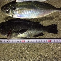 またまたアジング