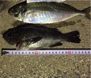 またまたアジング