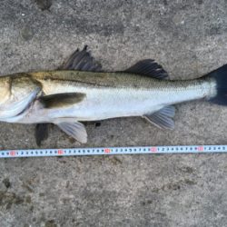 朝シーバスのヒルシーバス