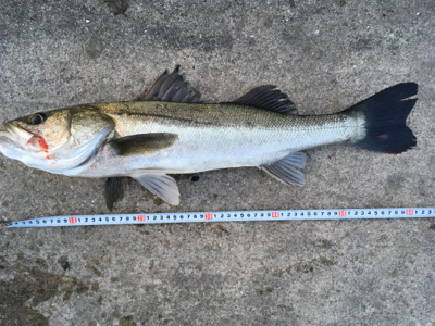 朝シーバスのヒルシーバス