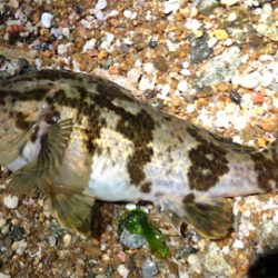 とある病みつきサーフゲーム