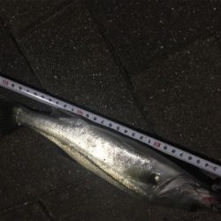 久々に釣れました