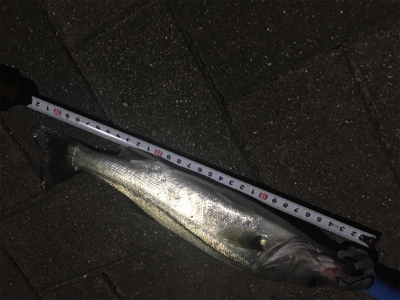 久々に釣れました