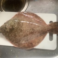 カレイ釣った