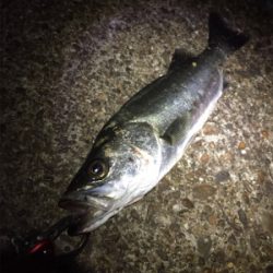 干潮でダメかと思いましたが