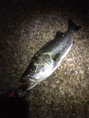 干潮でダメかと思いましたが