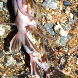 とある早朝4時のサーフ