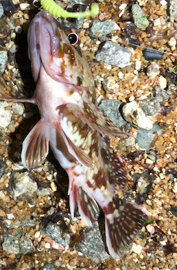 とある早朝4時のサーフ