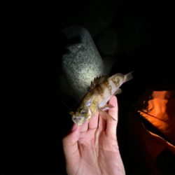 フロートメバリング