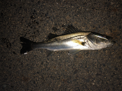 メバルタックルでシーバスゲーム