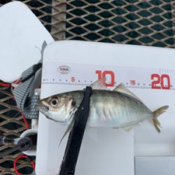 今年はダメダメ釣行