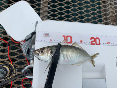 今年はダメダメ釣行