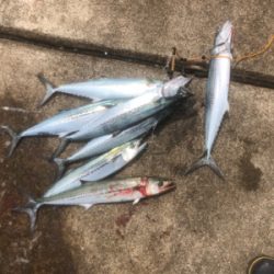 ショアジギングでサゴシ祭り