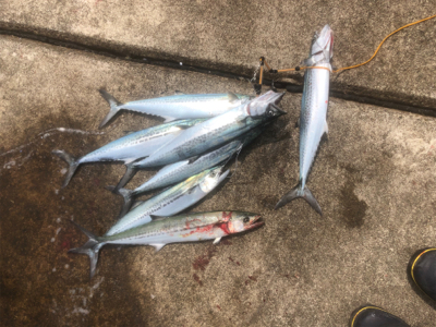 ショアジギングでサゴシ祭り