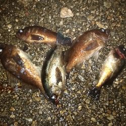 メバル行ってきました。