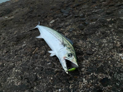 スピンビームでまさかのサゴシ！