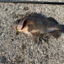 魚子バイブ凄っ