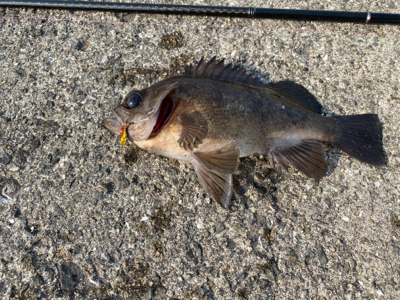 魚子バイブ凄っ