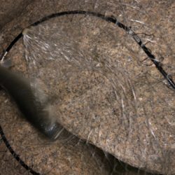 当たりあるが乗らない