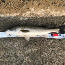 リバーシーバス釣行