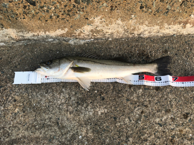 リバーシーバス釣行