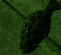 夜のメバリングで