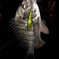 まだまだ活性低い?