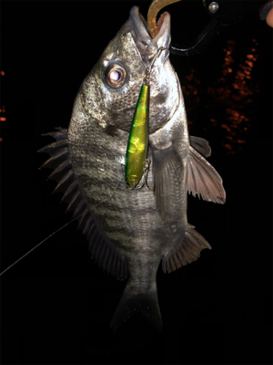 まだまだ活性低い?