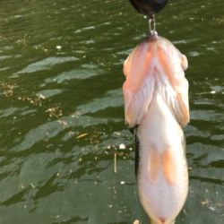 午前中ボート釣行！