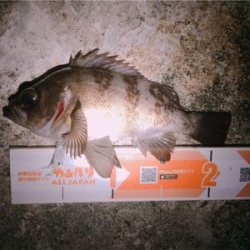 爆風ですがメバプラいけます