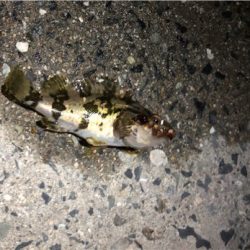 とある夕マズメ後のライトゲーム