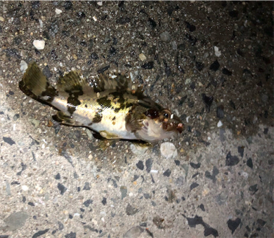 とある夕マズメ後のライトゲーム