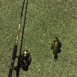 爆風日の当たり日