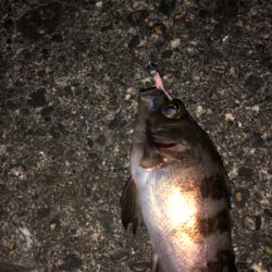 夢島、蜜中のメバル爆