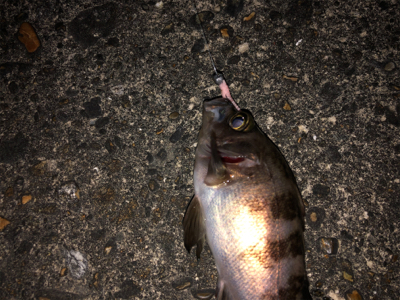 夢島、蜜中のメバル爆