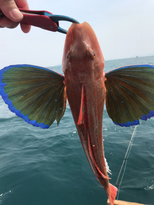 マイボートで1人タイラバ釣行