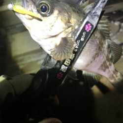 西風爆風メバリング