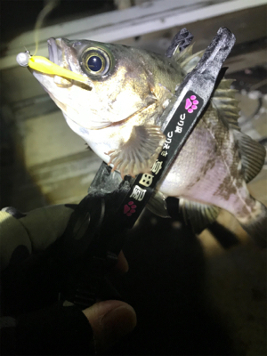 西風爆風メバリング