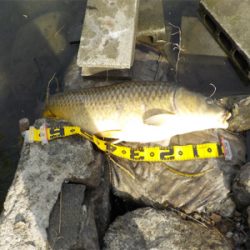 バス狙いがビッグカープに