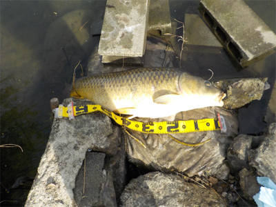 バス狙いがビッグカープに