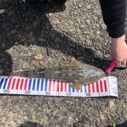 昼間にマゴチ！！55cm