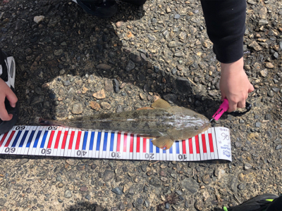 昼間にマゴチ！！55cm